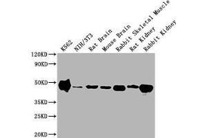 Western Blot Positive WB detected in: K562 whole cell lysate, NIH/3T3 whole cell lysate, Rat Brain tissue, Mouse Brain tissue, Rabbit Skeletal Muscle tissue, Rat Kidney tissue, Rabbit Kidney tissue All lanes ENO1 antibody at 1:10000 Secondary Goat polyclonal to mouse IgG at 0. (ENO1 antibody  (AA 2-434))