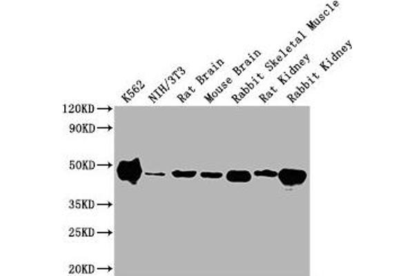 ENO1 antibody  (AA 2-434)