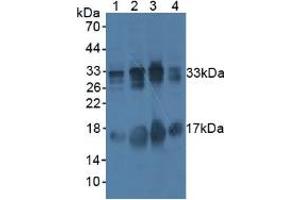 Western blot analysis of (1) Pig Liver Tissue, (2) Human Lung Tissue, (3) Mouse Testis Tissue, and (4) Mouse Uterus Tissue (BAFF antibody  (AA 113-283))