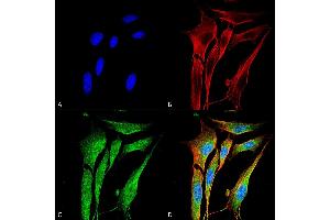 Immunocytochemistry/Immunofluorescence analysis using Mouse Anti-MMP9 Monoclonal Antibody, Clone S51-82 . (MMP 9 antibody  (AA 1-708))