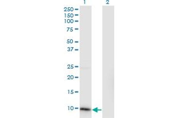 CKS2 antibody  (AA 1-79)