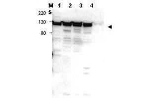Image no. 1 for anti-Myosin IG (MYO1G) (Internal Region) antibody (ABIN297326) (MYO1G antibody  (Internal Region))