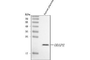 anti-Uncharacterized Protein C4orf26 (ODAPH) (AA 24-130) antibody