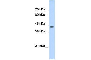 WB Suggested Anti-TEAD3 Antibody Titration:  0.