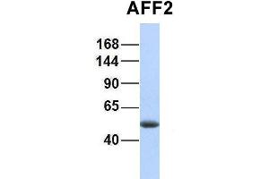 Host:  Rabbit  Target Name:  AFF2  Sample Type:  Human Fetal Lung  Antibody Dilution:  1. (AFF2 antibody  (N-Term))