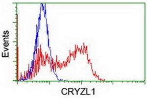 Image no. 3 for anti-Crystallin, Zeta, Homolog antibody (ABIN1497655)