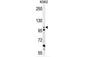 C4orf21 Antibody (N-term) western blot analysis in K562 cell line lysates (35µg/lane). (ZGRF1 antibody  (N-Term))