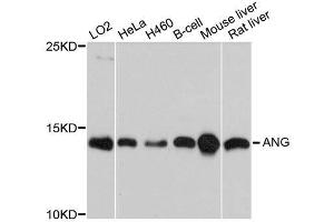 Western blot analysis of extracts of various cell lines, using ANG antibody. (ANG antibody  (AA 25-147))