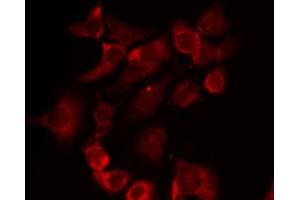 ABIN6274452 staining RAW264. (BRI3BP antibody  (N-Term))