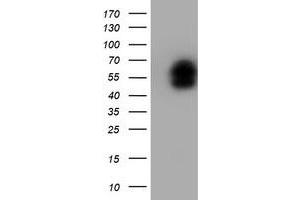 Image no. 2 for anti-LIM Homeobox 1 (LHX1) (AA 100-362) antibody (ABIN1490804) (LHX1 antibody  (AA 100-362))