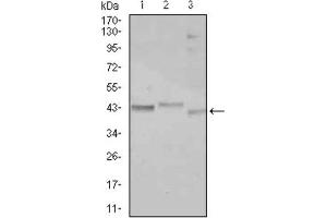 Western Blotting (WB) image for anti-CCAAT/enhancer Binding Protein (C/EBP), alpha (CEBPA) antibody (ABIN1845802) (CEBPA antibody)