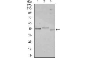 CEBPA antibody