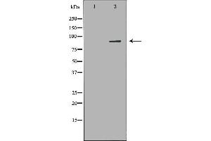 Western blot analysis of K562 whole cell lysates, using ARHGEF7 Antibody. (ARHGEF7 antibody  (Internal Region))