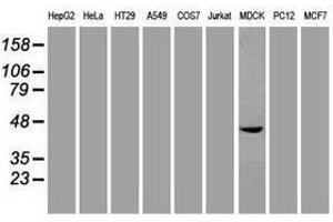 Image no. 2 for anti-SRY (Sex Determining Region Y)-Box 17 (SOX17) (AA 177-414) antibody (ABIN1491031) (SOX17 antibody  (AA 177-414))