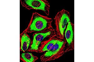 Fluorescent confocal image of Hela cell stained with PRDX2 Antibody (C-term) (ABIN389468 and ABIN2839532).