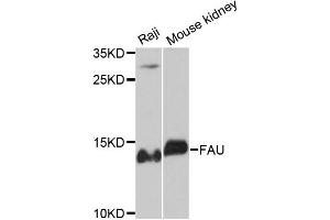 Western blot analysis of extracts of various cell lines, using FAU antibody. (FAU antibody)