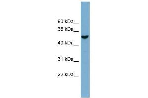 FAM83E antibody used at 1 ug/ml to detect target protein. (FAM83E antibody  (Middle Region))