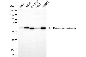 Western blotting analysis using monoamine oxidase A antibody (ABIN7799483). (Recombinant Monoamine Oxidase A antibody)