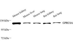 Western blot analysis of GPRC6A (ABIN7074003) at dilution of 1: 6000 (GPRC6A antibody)