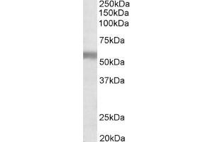ABIN870670 (1µg/ml) staining of Human Placenta lysate (35µg protein in RIPA buffer). (NPR3 antibody  (AA 520-533))