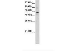 Image no. 1 for anti-Zinc Finger Protein 71 (ZNF71) (N-Term) antibody (ABIN6736258)