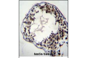 C7orf63 Antibody (N-term) (ABIN656362 and ABIN2845659) immunohistochemistry analysis in formalin fixed and paraffin embedded human testis tissue followed by peroxidase conjugation of the secondary antibody and DAB staining. (C7orf63 antibody  (N-Term))