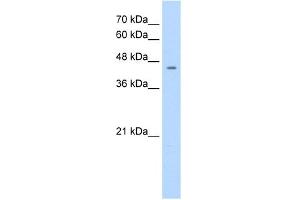 WB Suggested Anti-NR1I3 Antibody Titration:  1. (NR1I3 antibody  (C-Term))