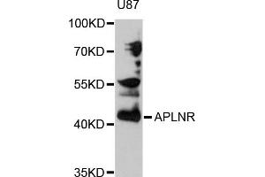 Western blot analysis of extracts of U-87MG cells, using APLNR antibody (ABIN5971438) at 1/1000 dilution. (Apelin Receptor antibody)