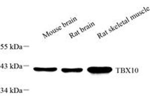 Western blot analysis of TBX10 (ABIN7075814),at dilution of 1: 1000,Lane 1: Mouse brain tissue lysate,Lane 2: Rat brain tissue lysate,Lane 3: Rat skeletal muscle tissue lysate (T-Box 10 antibody)
