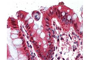 Anti-Ghrelin antibody IHC of human colon. (GHRL antibody  (AA 103-117))