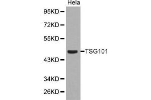Western blot analysis of extracts of Hela cell line, using TSG101 antibody. (TSG101 antibody  (C-Term))