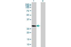Western Blot analysis of POLR3G expression in transfected 293T cell line by POLR3G MaxPab polyclonal antibody.