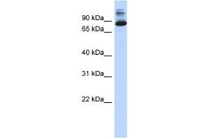 WB Suggested Anti-SIX4 Antibody Titration:  0.