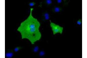 Immunofluorescence (IF) image for anti-Butyrophilin, Subfamily 1, Member A1 (BTN1A1) antibody (ABIN1496992) (BTN1A1 antibody)