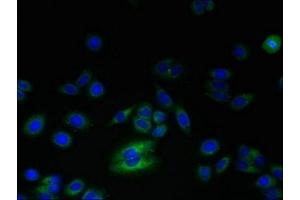 Immunofluorescent analysis of HepG2 cells using ABIN7168256 at dilution of 1:100 and Alexa Fluor 488-congugated AffiniPure Goat Anti-Rabbit IgG(H+L)