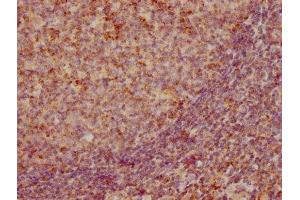 IHC image of ABIN7127388 diluted at 1:155 and staining in paraffin-embedded human tonsil tissue performed on a Leica BondTM system. (Recombinant CCL19 antibody)