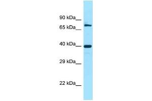 WB Suggested Anti-FAM54A Antibody Titration: 1. (FAM54A antibody  (C-Term))