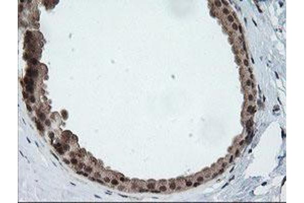 HCFC2 antibody