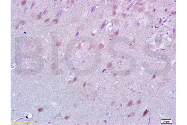 LINGO1 antibody  (AA 521-620)