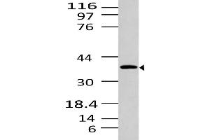Image no. 1 for anti-Sphingosine-1-Phosphate Receptor 1 (S1PR1) (AA 1-320) antibody (ABIN5027520) (S1PR1 antibody  (AA 1-320))