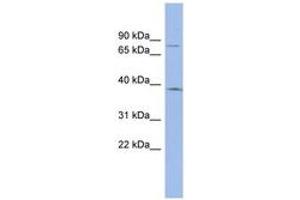 ZNF300 antibody  (AA 107-156)