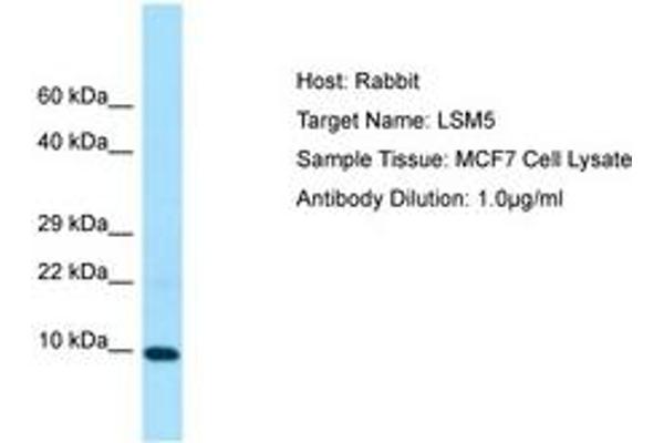 LSM5 anticorps  (C-Term)