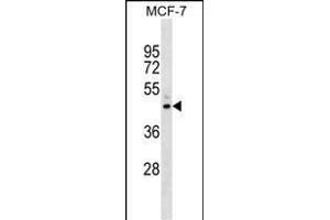 NR2F6 Antibody (N-term) (ABIN1539216 and ABIN2848538) western blot analysis in MCF-7 cell line lysates (35 μg/lane). (NR2F6 antibody  (N-Term))