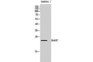 Western Blotting (WB) image for anti-MOB1, Mps One Binder Kinase Activator-Like 2C (MOBKL2C) (Internal Region) antibody (ABIN3185613) (MOBKL2C antibody  (Internal Region))