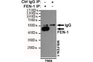 Immunoprecipitation analysis of Hela cell lysates using FEN-1 mouse mAb. (FEN1 antibody)