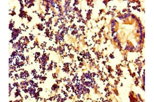 PDZD11 antibody  (AA 1-140)