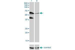 Western blot analysis of PPIL4 over-expressed 293 cell line, cotransfected with PPIL4 Validated Chimera RNAi (Lane 2) or non-transfected control (Lane 1).
