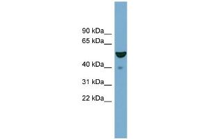 WB Suggested Anti-FBXO9  Antibody Titration: 0. (FBXO9 antibody  (Middle Region))