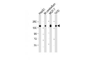 Western Blot at 1:2000 dilution Lane 1: HepG2 whole cell lysate Lane 2: mouse cerebellum lysate Lane 3: MCF-7 whole cell lysate Lane 4: T47D whole cell lysate Lysates/proteins at 20 ug per lane. (GLG1 antibody  (C-Term))