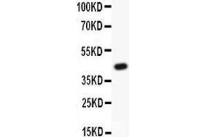 Anti-APE1 Picoband antibody,  All lanes: Anti APEX1  at 0.